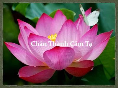 Chan_Thanh_Cam_Ta-large