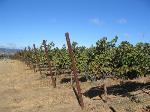 wineyard-in-livermore-xin-cam-on-2-large-content