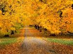 autumn-by-zedi360-content