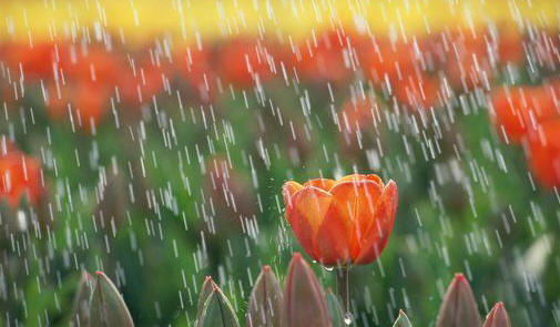 spring_rain