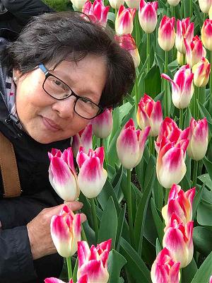 Mua hoa tulip(3)